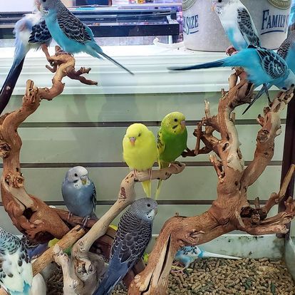 A group of parakeets are sitting on a tree branch