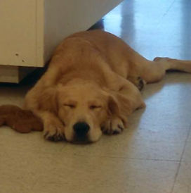 A dog is laying on the floor with its eyes closed