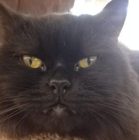 A close up of a black cat with yellow eyes looking at the camera.