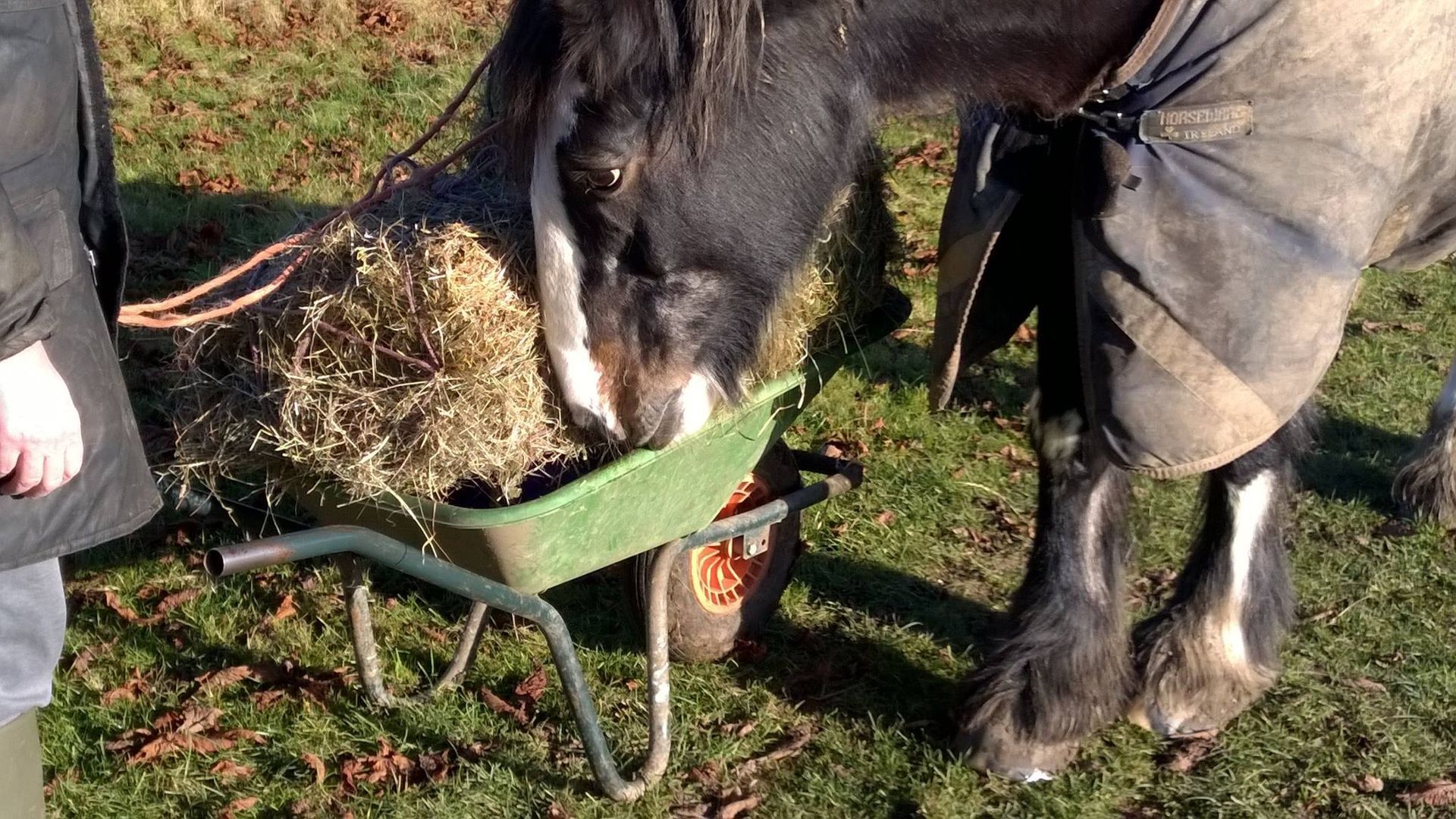 Dolly looking for the feed bowl under the hay 