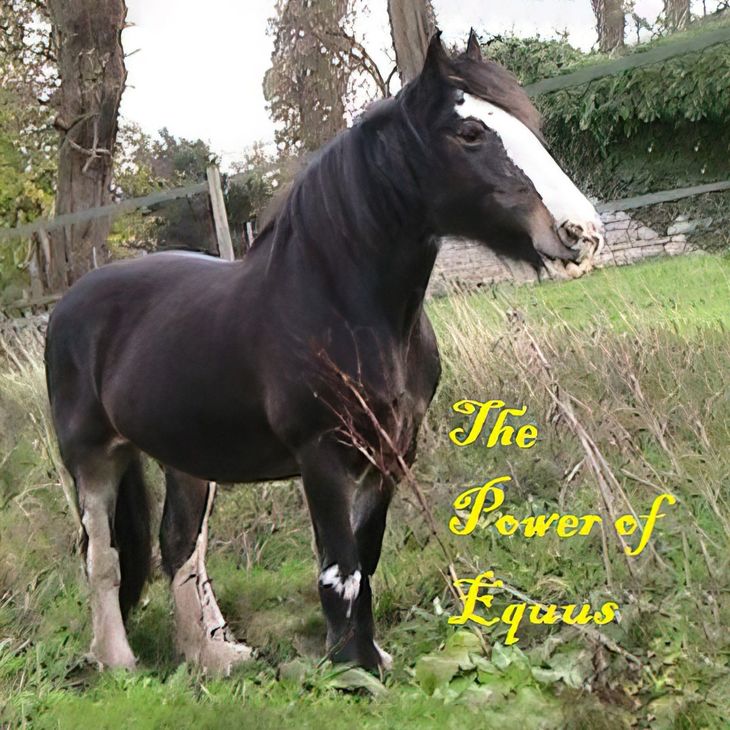My Horse Dolly with the text The power of Equus My Horse Dolly standing on a rassy bank with the text