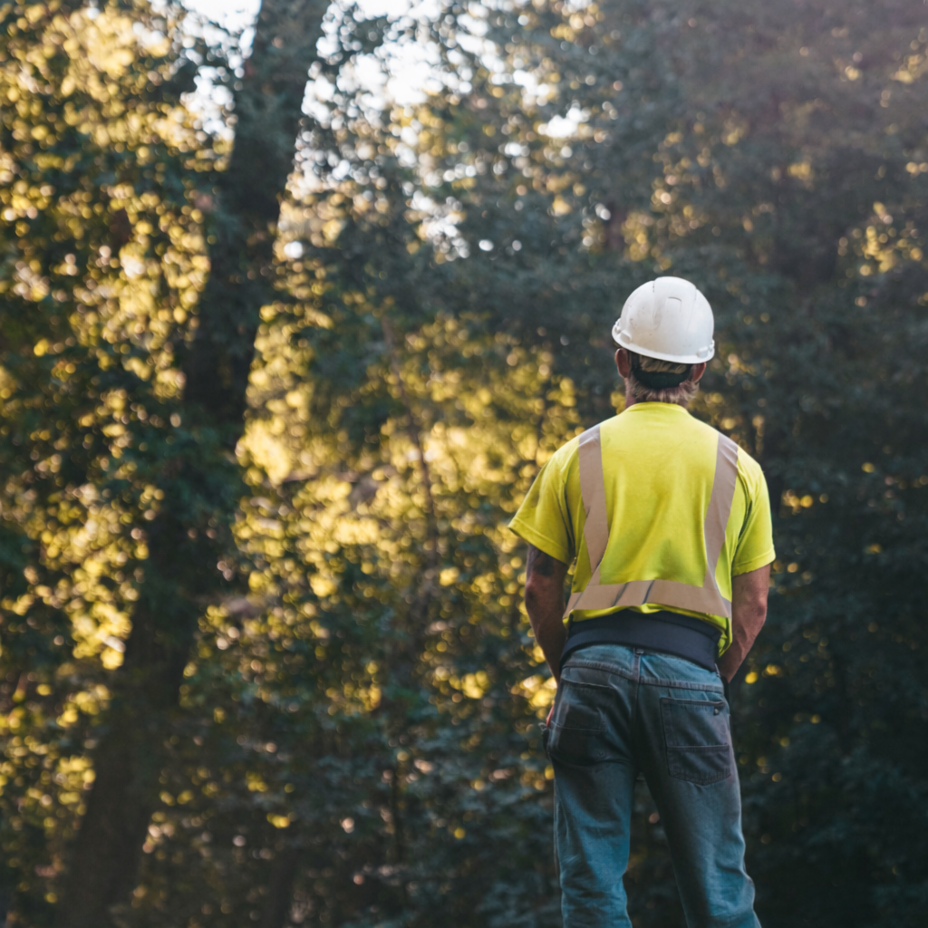 Arborist in yellow vest and white hard hat, observing trees in a sunlit forest.