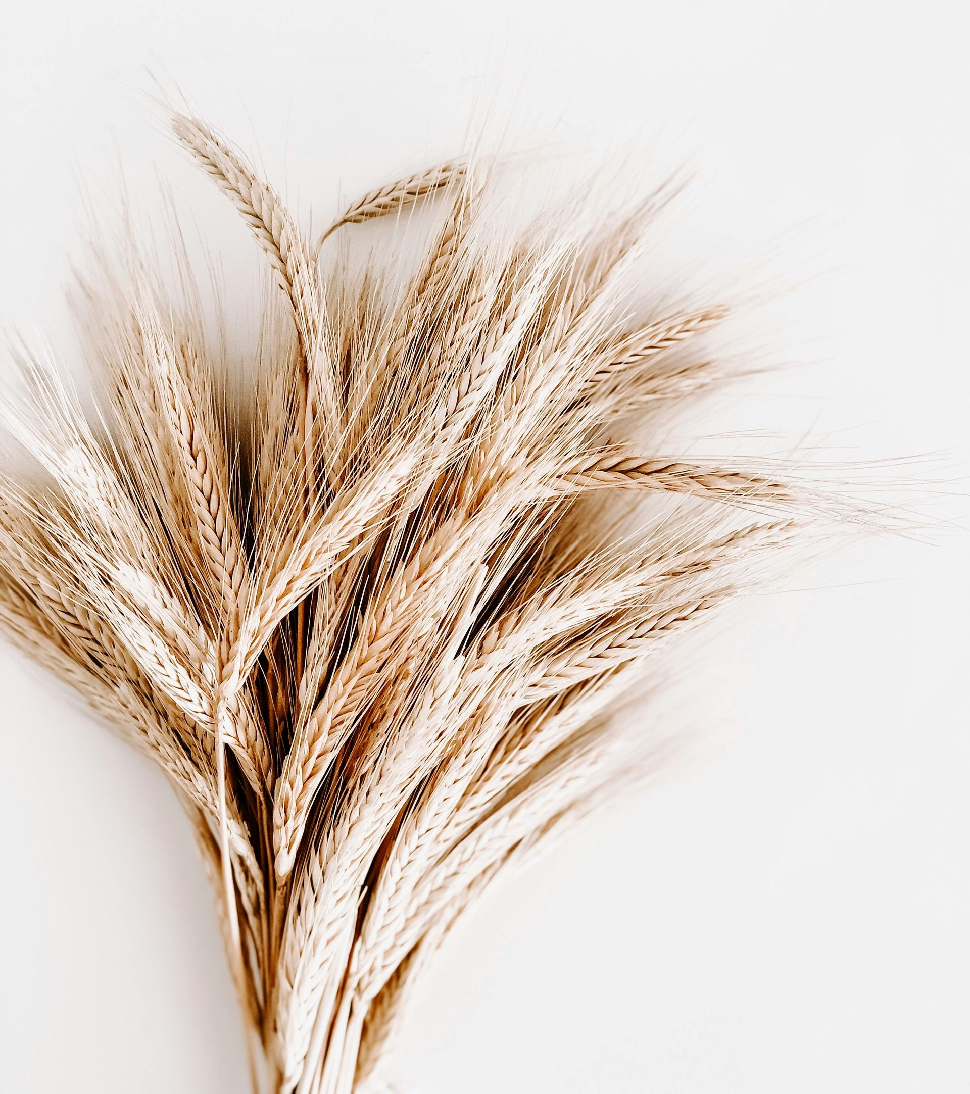 Dried wheat stalks against a white background; tan and cream colors.
