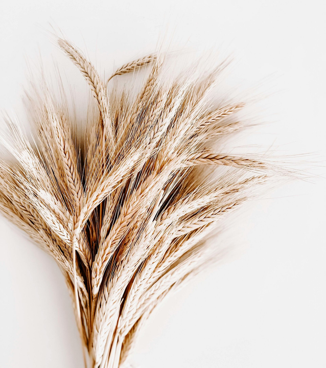 Dried wheat stalks against a white background; tan and cream colors.