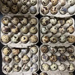 Several cartons of speckled quail eggs.