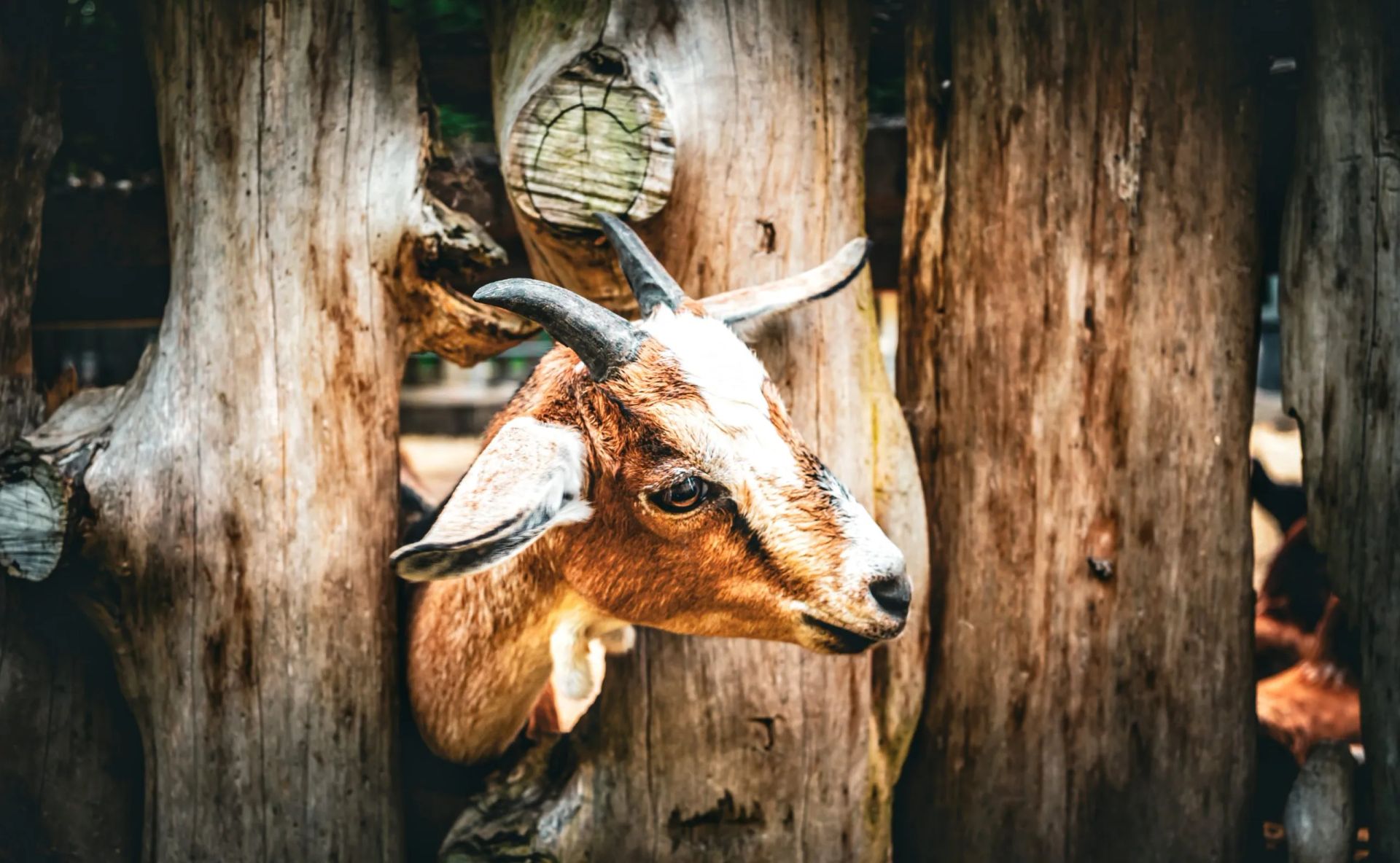 Goat peeks through wooden fence; brown and white fur, curious expression.