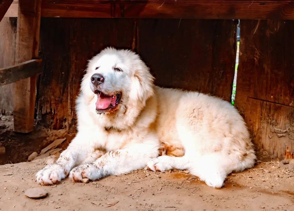 Fluffy white Great Pyrenees dog resting under wooden structure, panting with mouth open.
