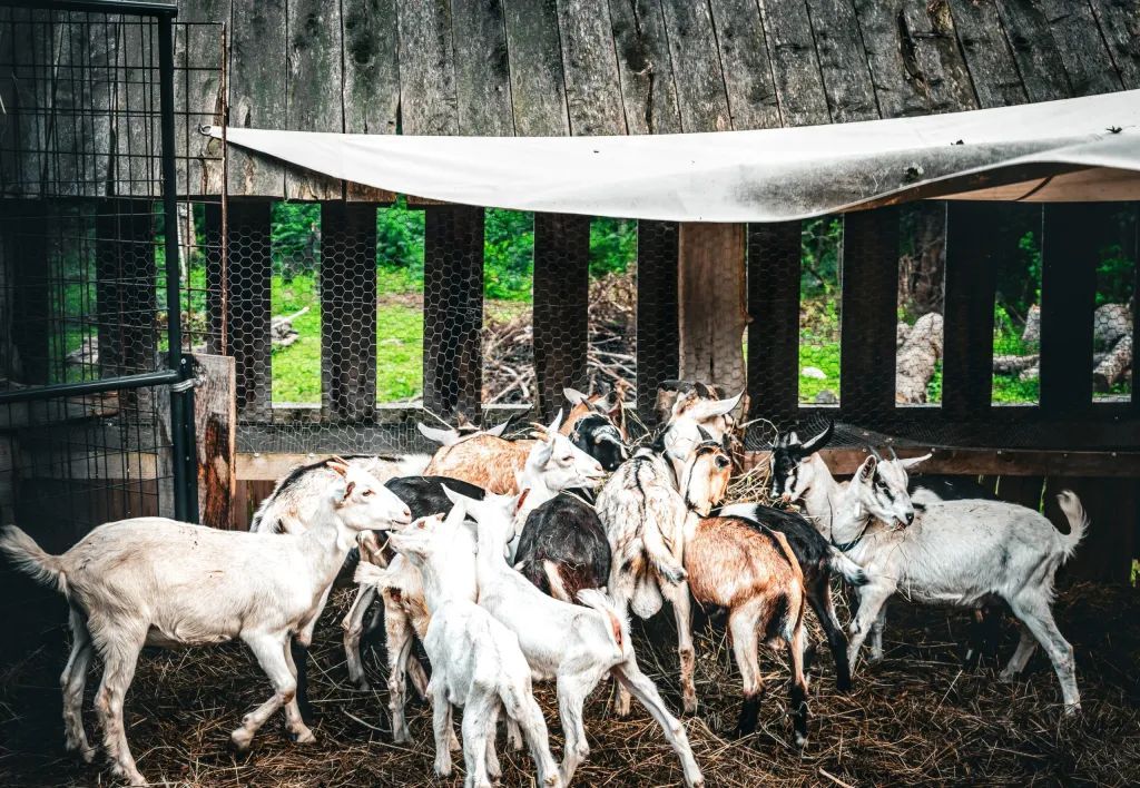 Goats huddled in a wooden pen with a white tarp roof. Some have white, black, and brown fur.