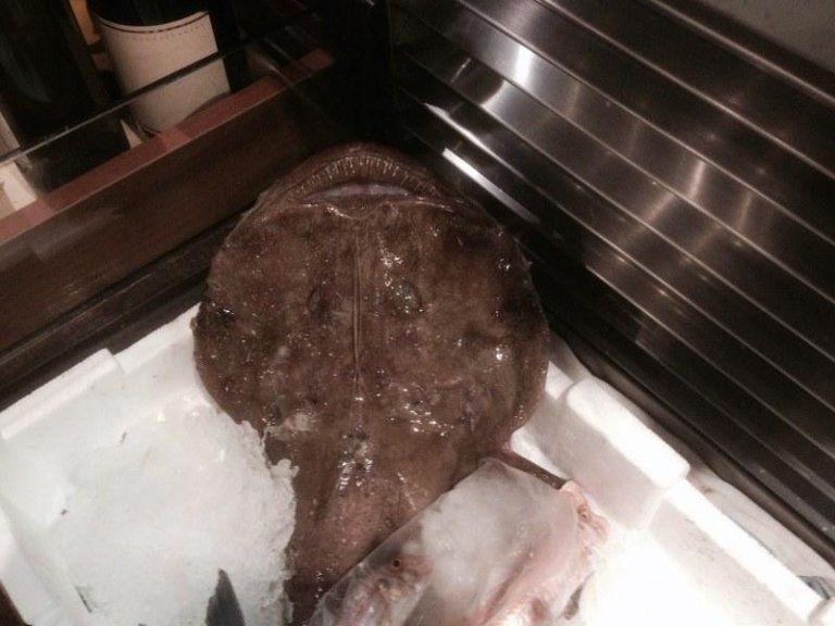 pesce per piatto del giorno