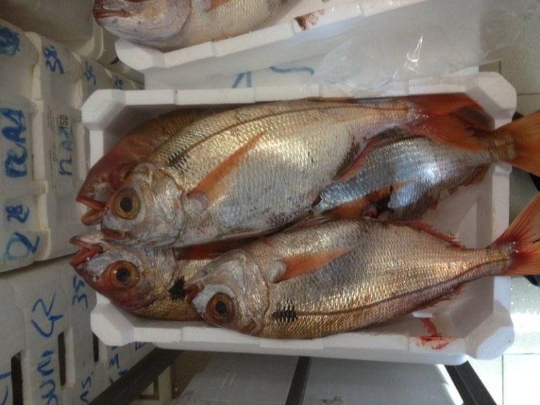 pesce fresco in cassetta