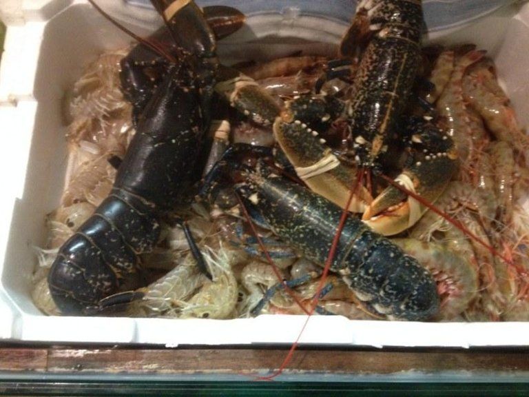 crostacei in ghiaccio