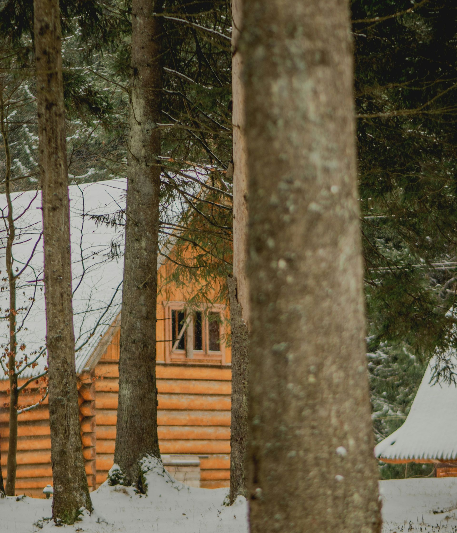 A wooden log cabin nestled in a snowy, sunlit forest, viewed between the trunks of several tall trees.