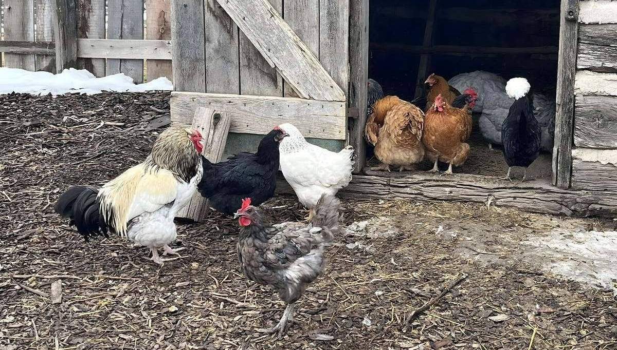 A brown log cabin with a stone foundation and chimney, surrounded by grass and trees under a cloudy sky.