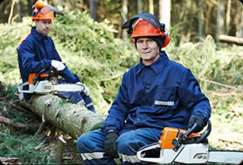 A large log cabin in the middle of a forest