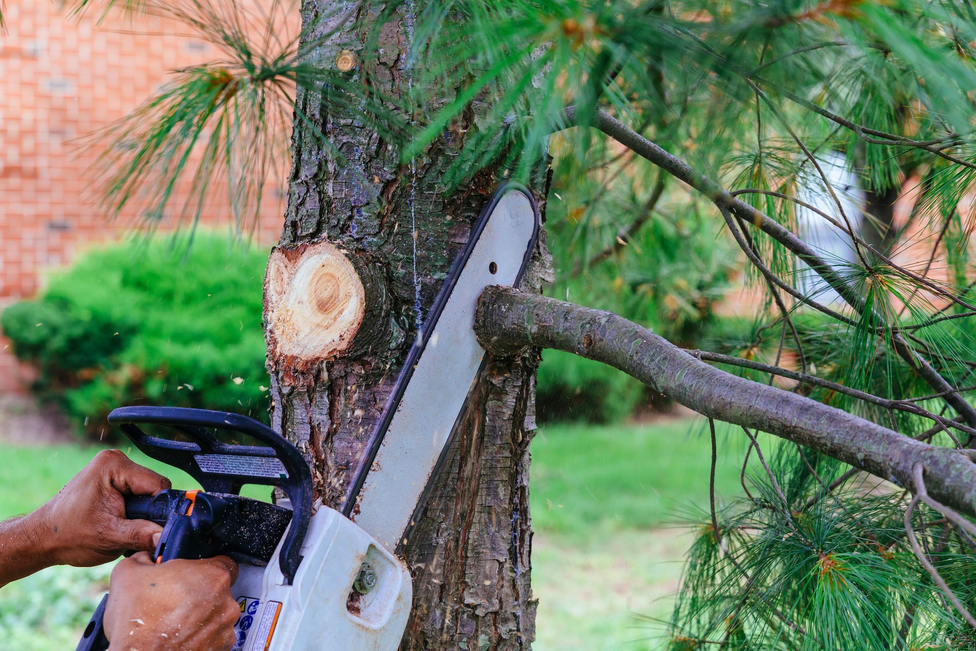 Hands using a chainsaw to cut a pine tree trunk outdoors