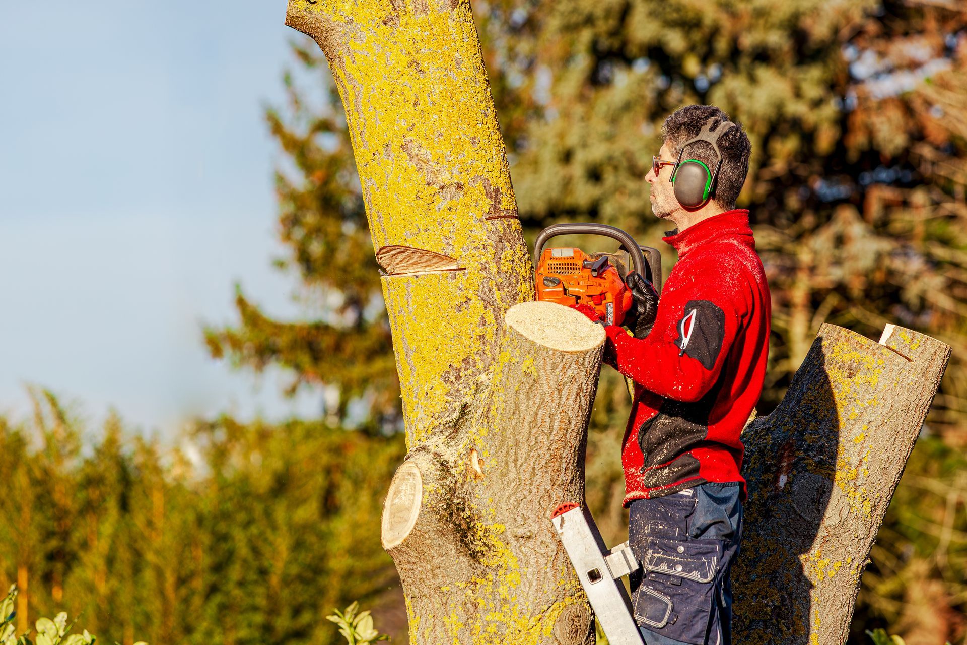 Worker in red using a chainsaw to cut a tree trunk in a sunny outdoor setting