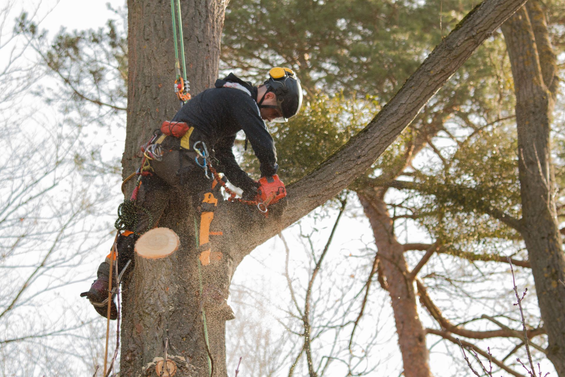 Arborist in helmet and safety gear climbing a tree and cutting a large limb with a chainsaw Arborist in helmet and safety gear climbing a tree and cutting a large limb with a chainsaw