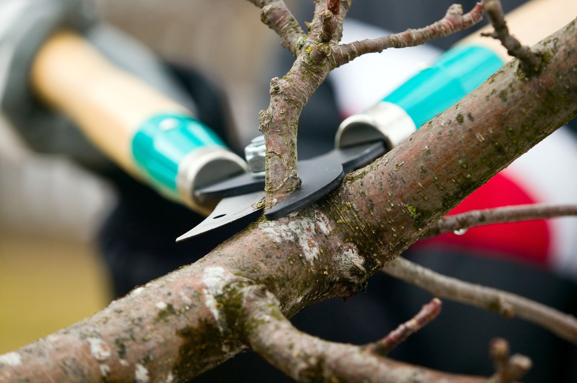 Professional tree service worker carefully trimming branches to enhance fruit tree health and yield.