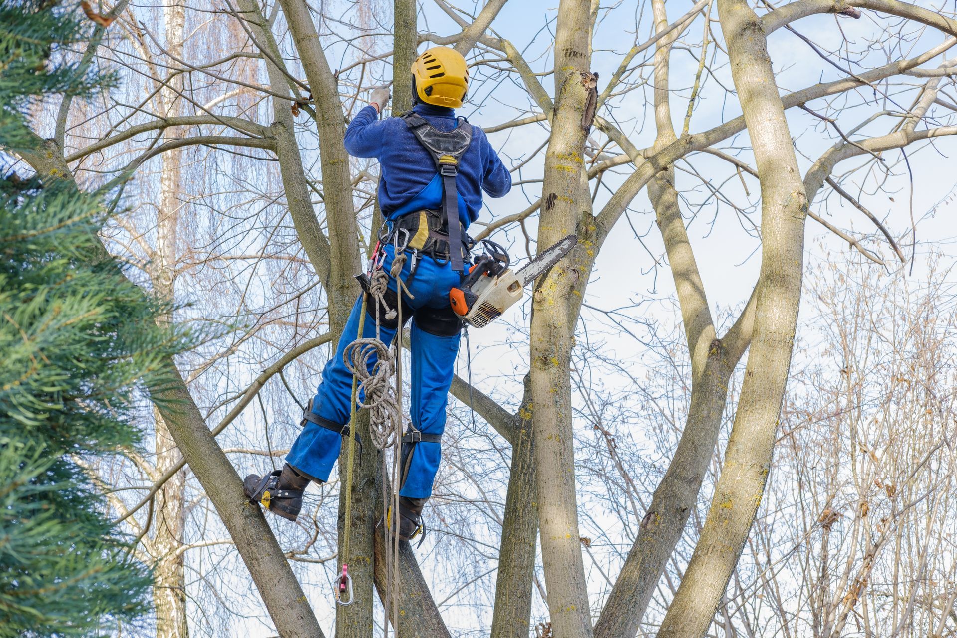 A tree service worker wearing blue coveralls and a yellow helmet trims a tree with a chainsaw.