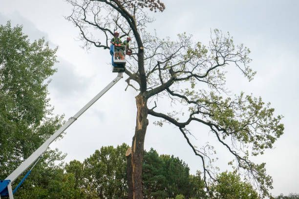 Person in lift trimming a tall tree.