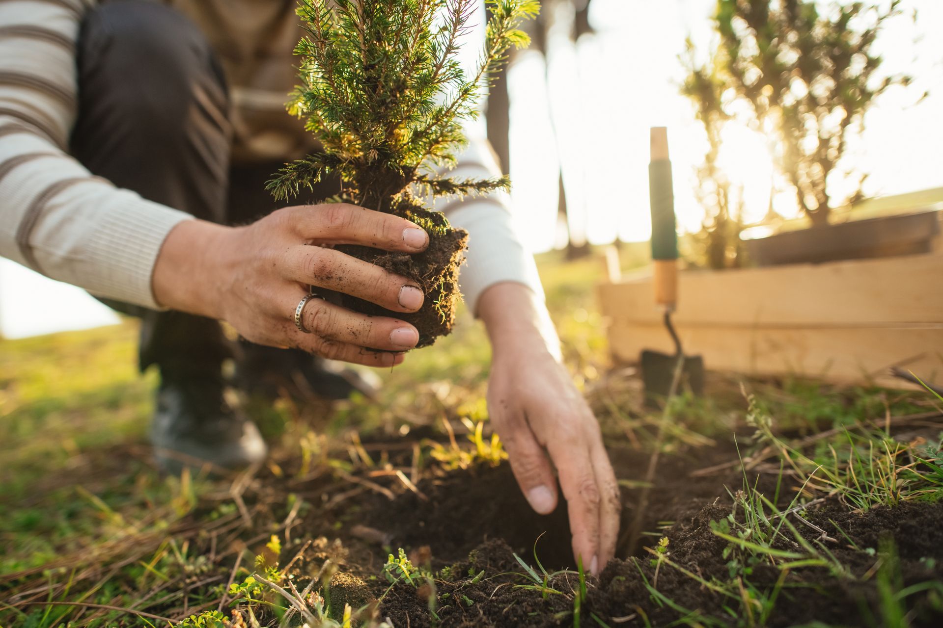 Person planting a small tree in a sunny garden, holding the plant with one hand and pressing soil with the other.