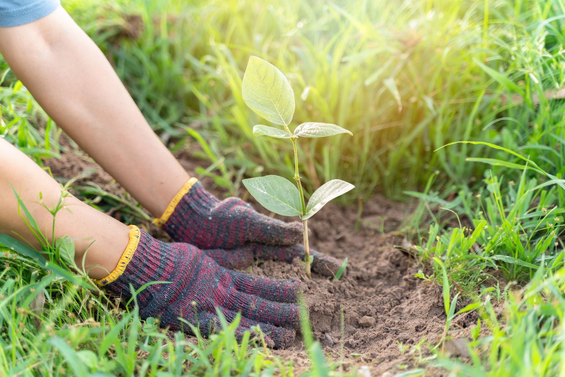 Person wearing gardening gloves planting a small green seedling in soil surrounded by grass.