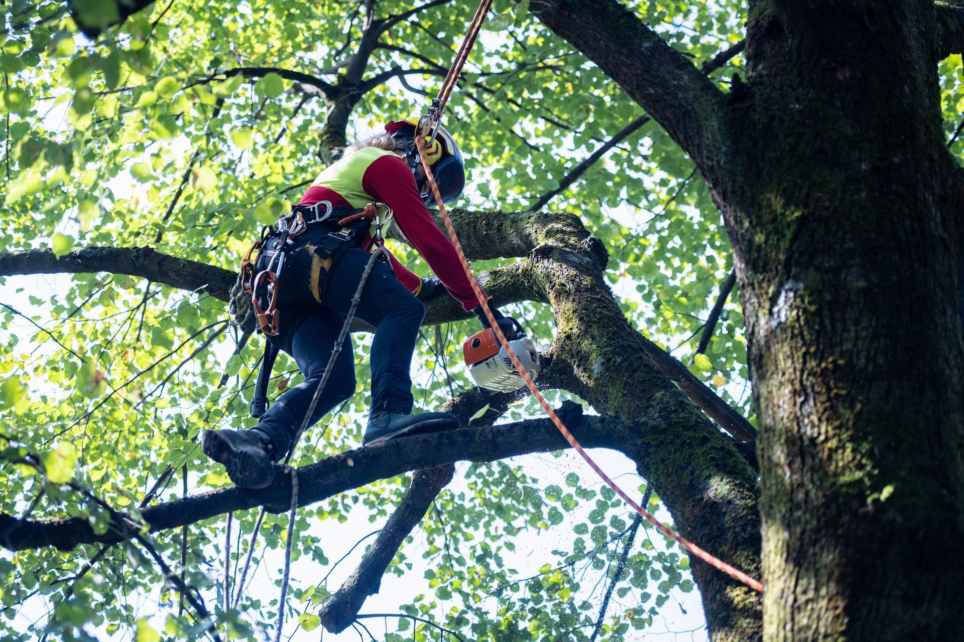 Arborist in a tree, wearing safety gear and using a chainsaw to cut a branch. Sunlight through leaves.