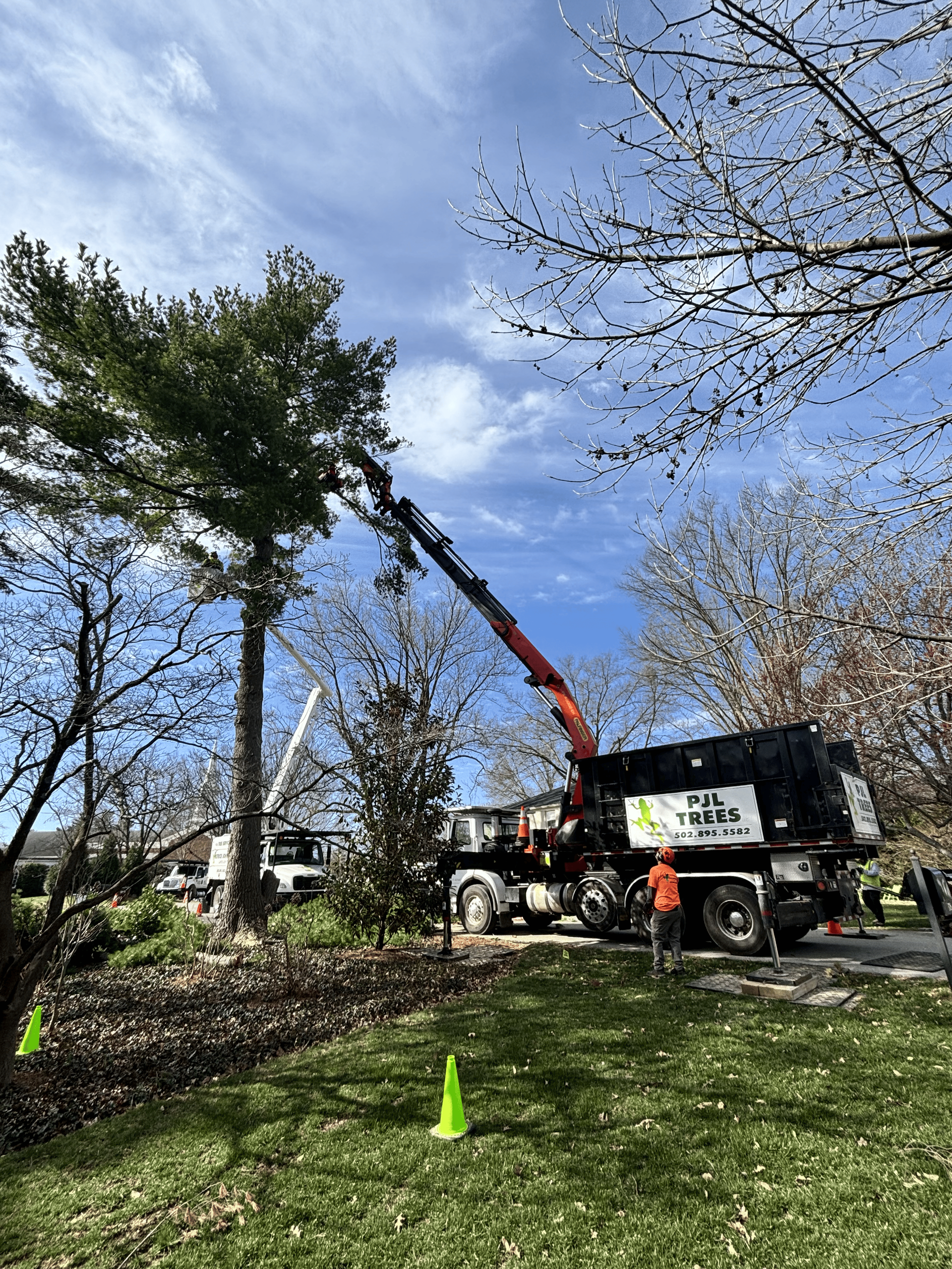 A tree arborist in safety gear trims branches of a large tree, against an overcast sky.