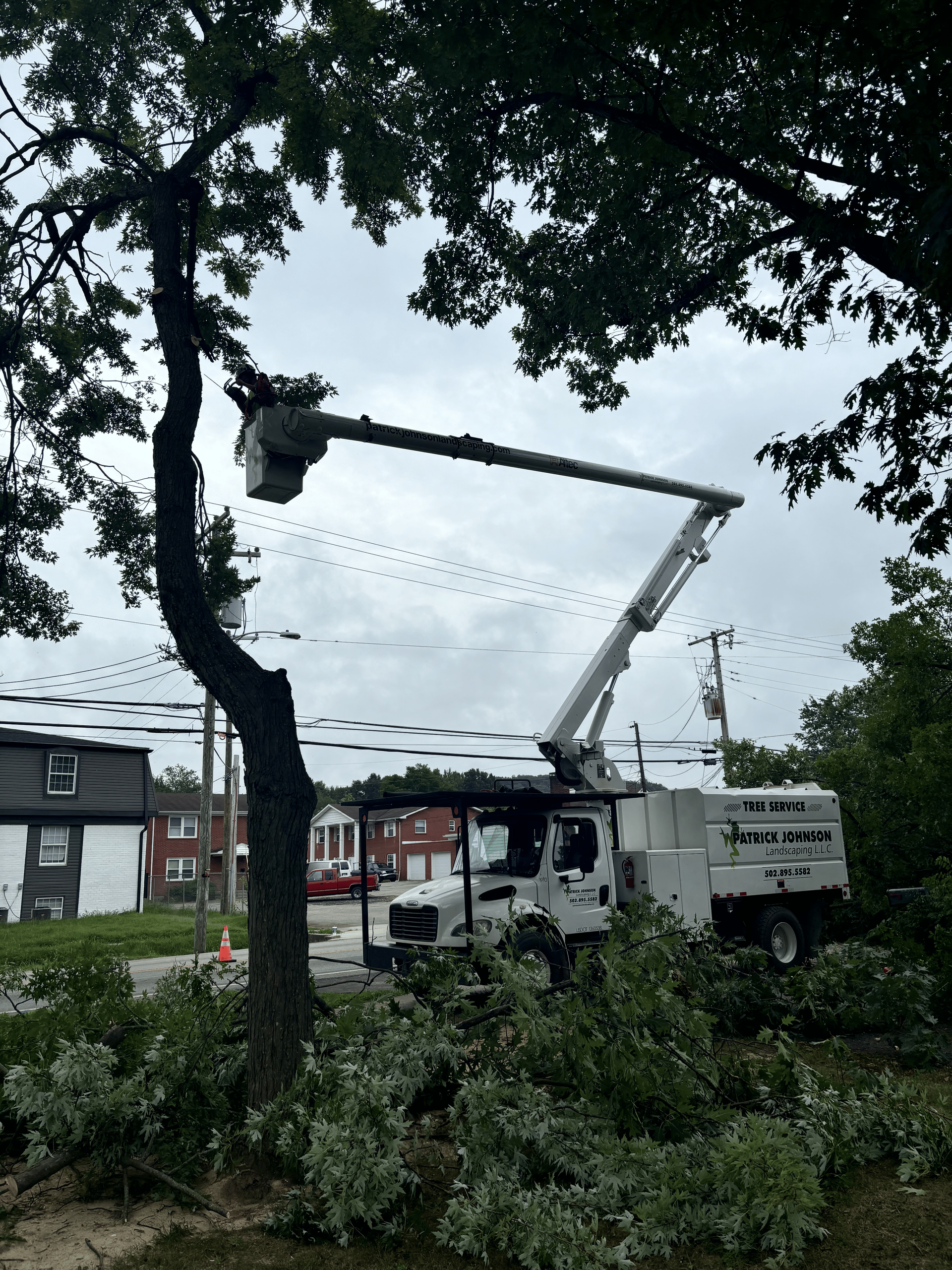 Two people in an orange lift trimming a large tree. They wear safety vests and the sky is blue.