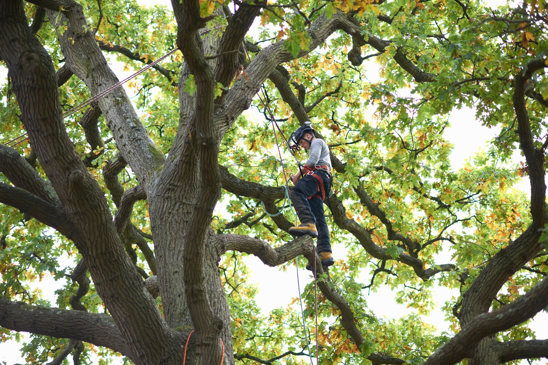 Arborist wearing a helmet and harness, trimming a tree's branches.