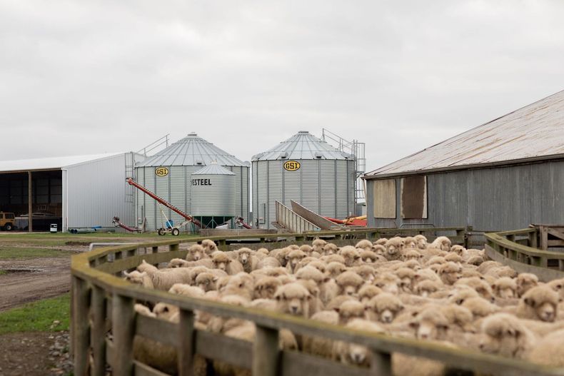 A herd of sheep are standing in a pen on a farm.