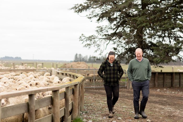 A man and women walking past sheep in a pen on a farm