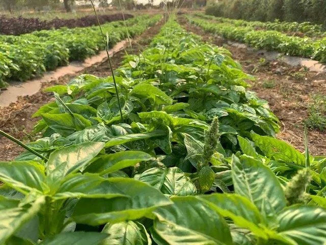 Comanche Creek field crop