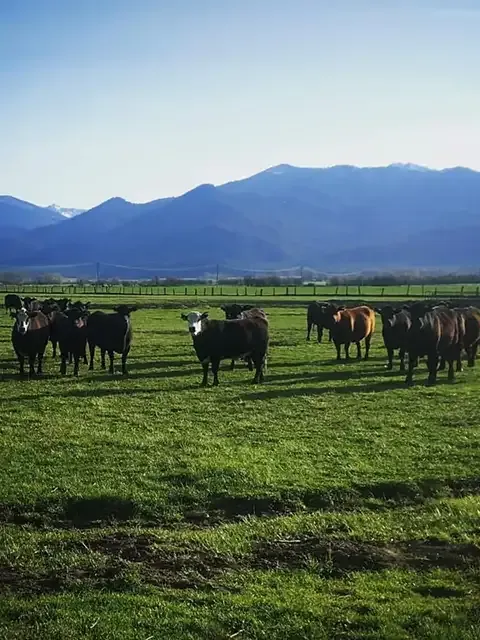 Jenner Family Beef cows in the field