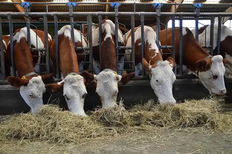 Cows with white faces and brown bodies eat hay in a barn behind metal bars.