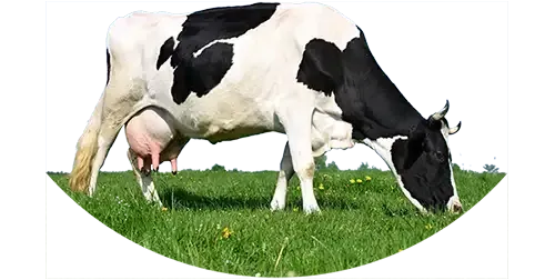 Local Norcal Beef grown and raised in Etna, CA