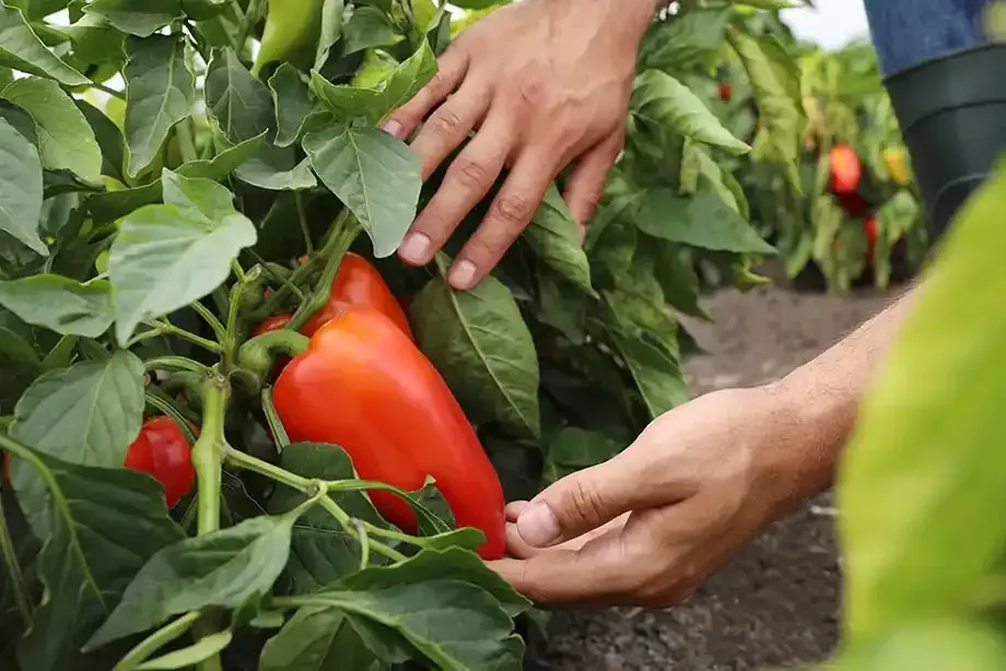 Hands picking a ripe red bell pepper from a green plant in a garden.