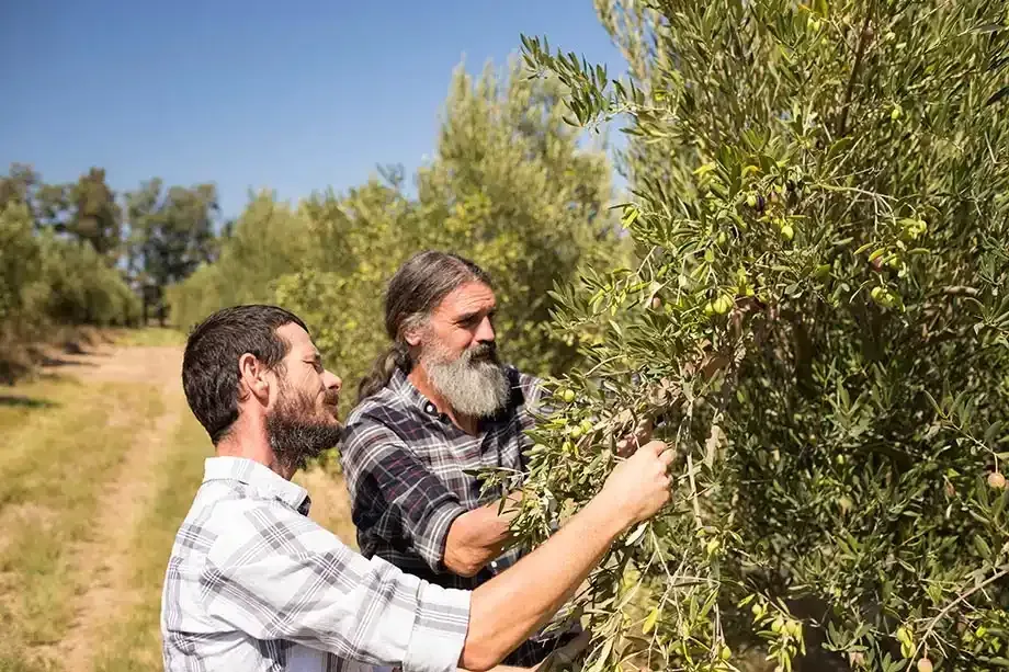 Two men examining olives on a tree in an orchard under a blue sky.