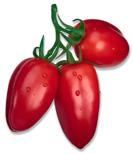 San Marzano Tomatoes in a bunch
