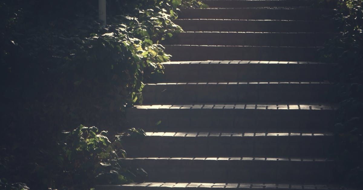 The sun is shining through the trees on the stairs