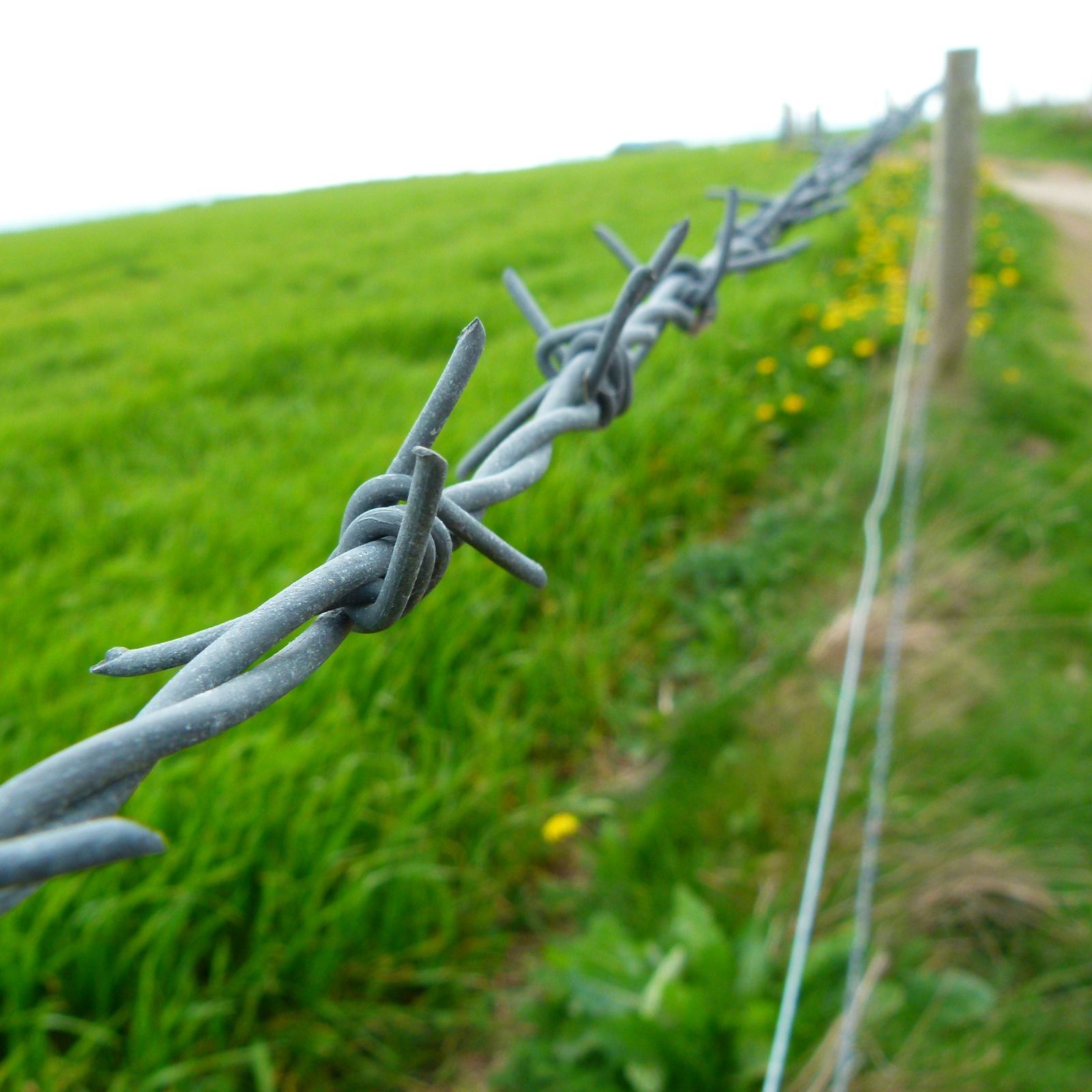 A wooden fence surrounds a grassy field with cows.