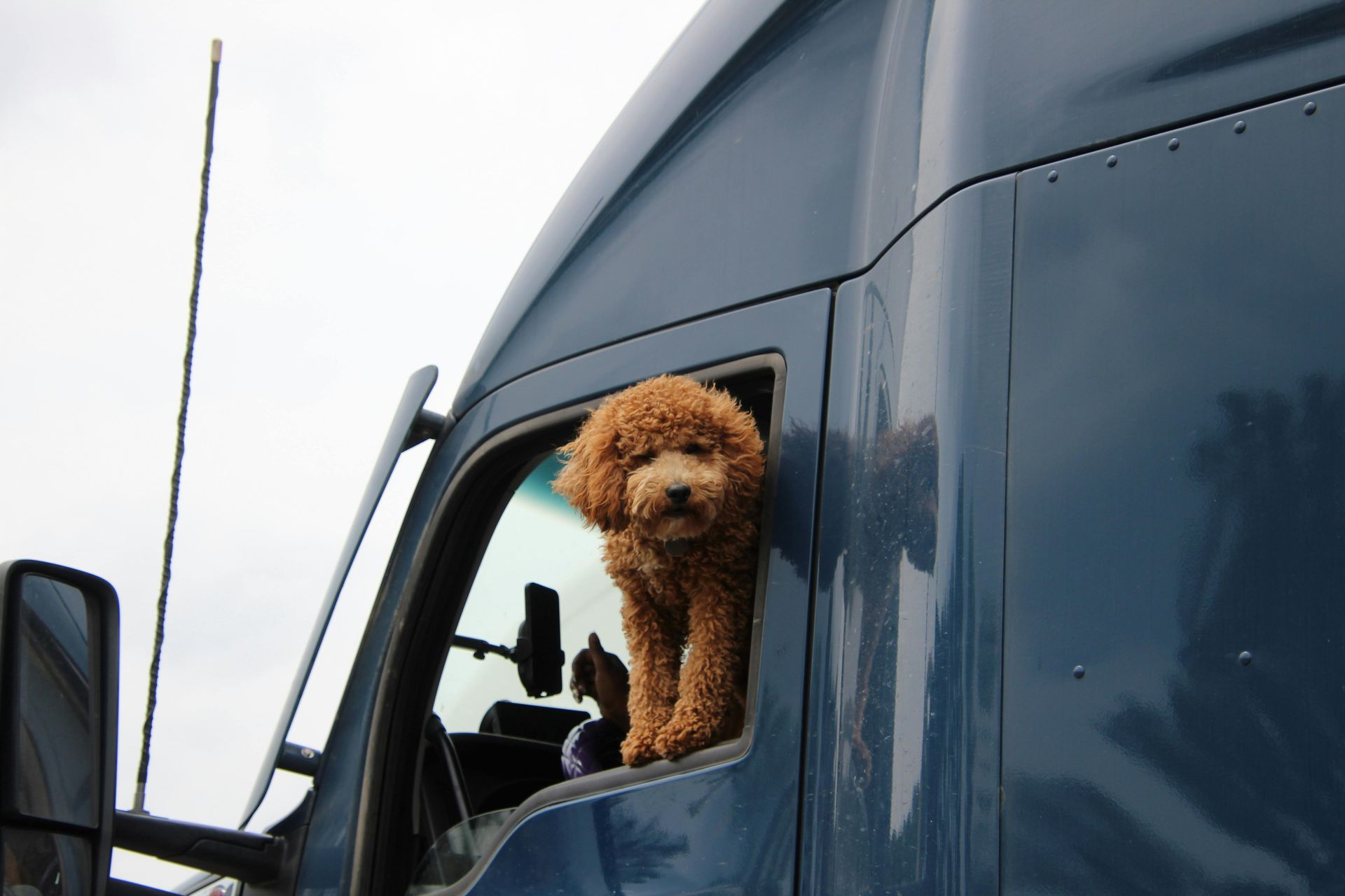 Brown dog leans out the open window of a blue semi-truck, looking towards the camera.