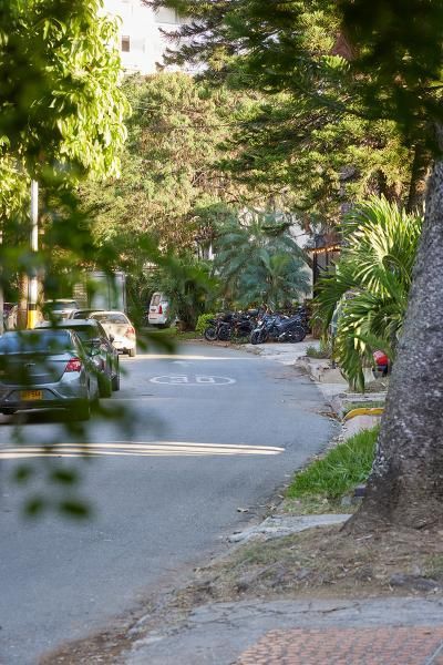 Calle tranquila rodeada de árboles y vegetación en un vecindario residencial