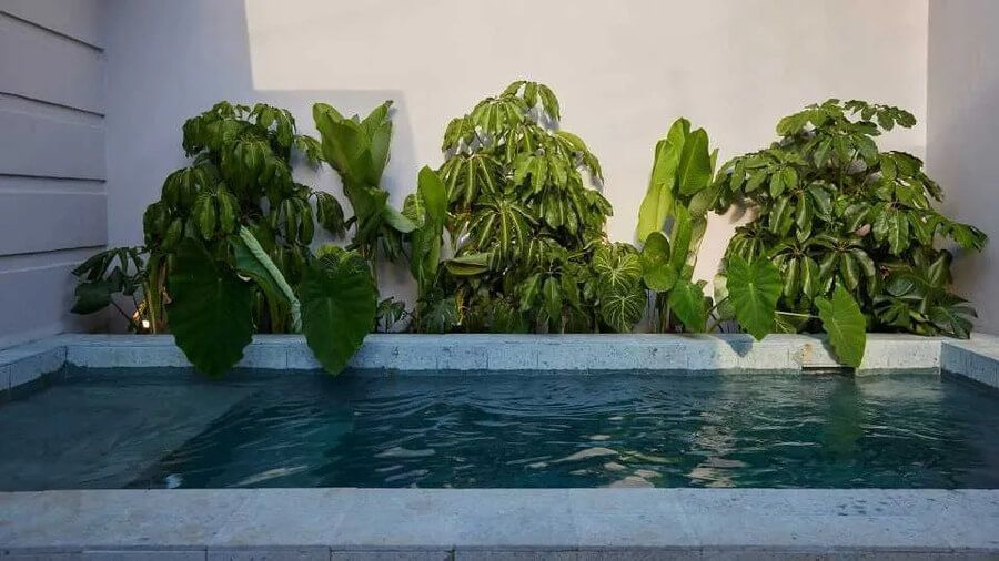 Piscina pequeña rodeada de vegetación tropical en un patio privado