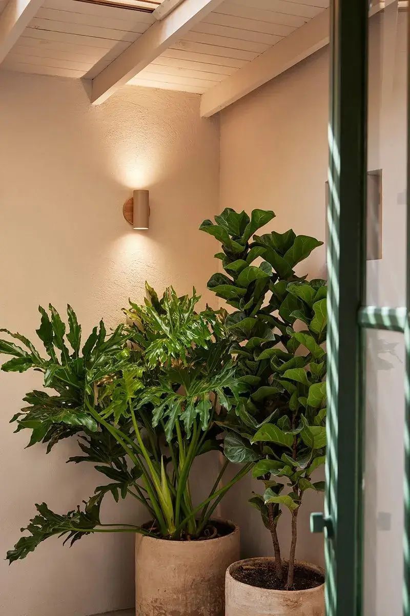 Detalle de la flora en las habitaciones de suite superior Lombok en el Antípoda Hotel Boutique Medellín, con plantas decorativas que aportan frescura al ambiente.