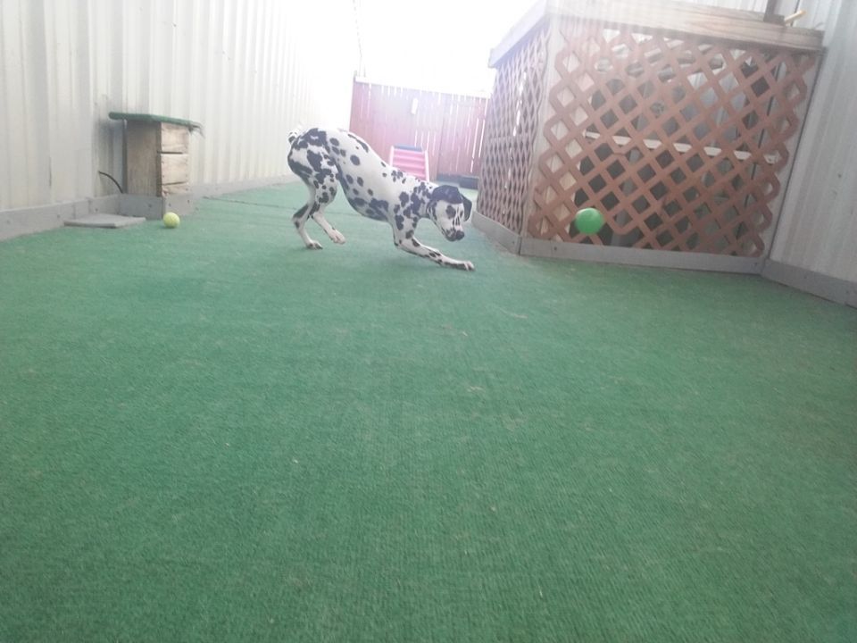 Dog Boarding Myrtle Beach, SC K9 Cabana Dog Resort & Training