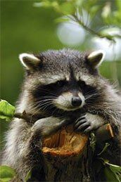 Raccoon — Animal Crackers Pesky Wildlife Removal in Virginia Beach, VA