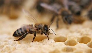 Bees and Wasps — Animal Crackers Pesky Wildlife Removal in Virginia Beach, VA