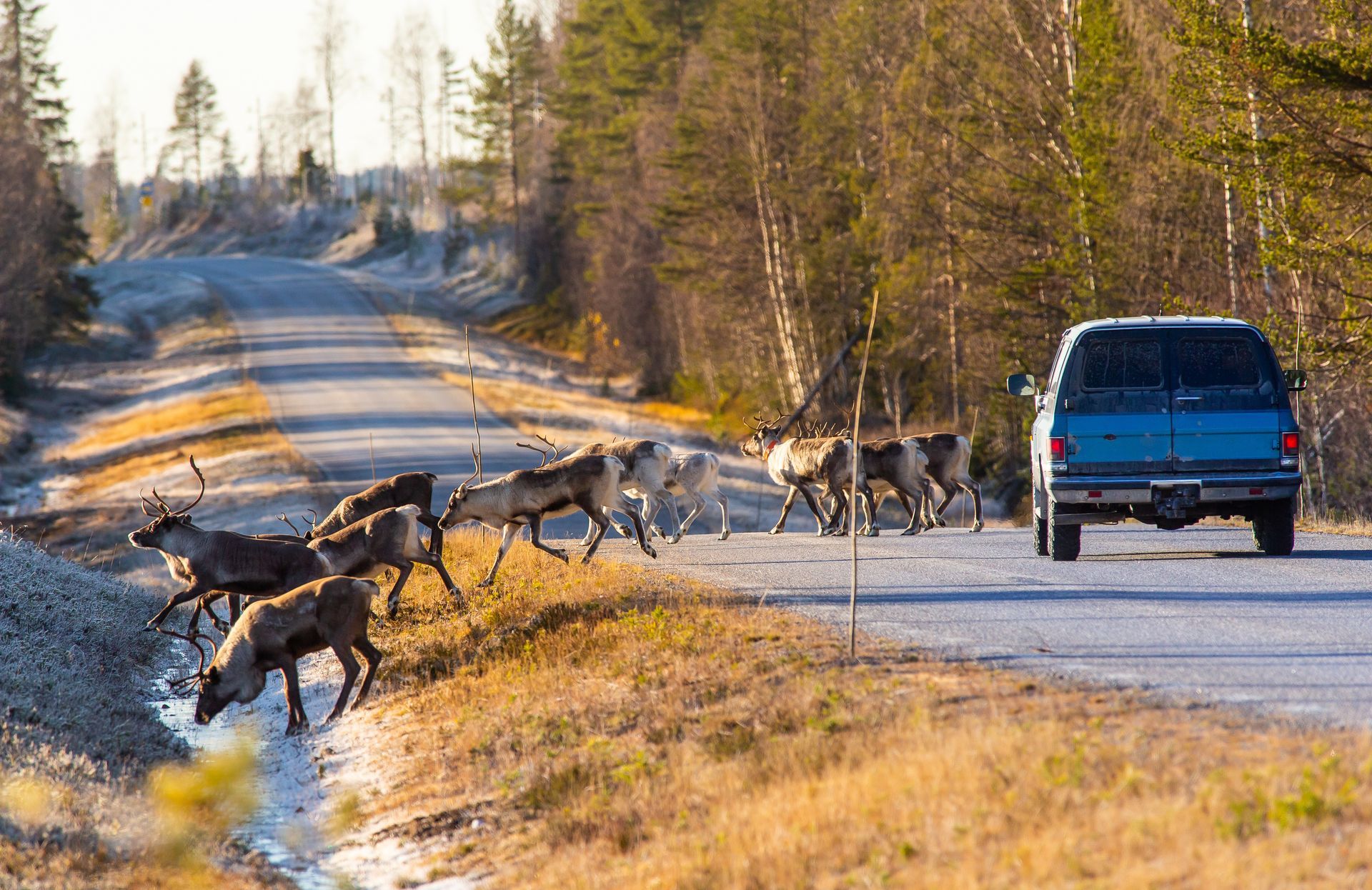 Why Do Wild Animals Run in Front of Cars? | F & M Automotive Body & Repair