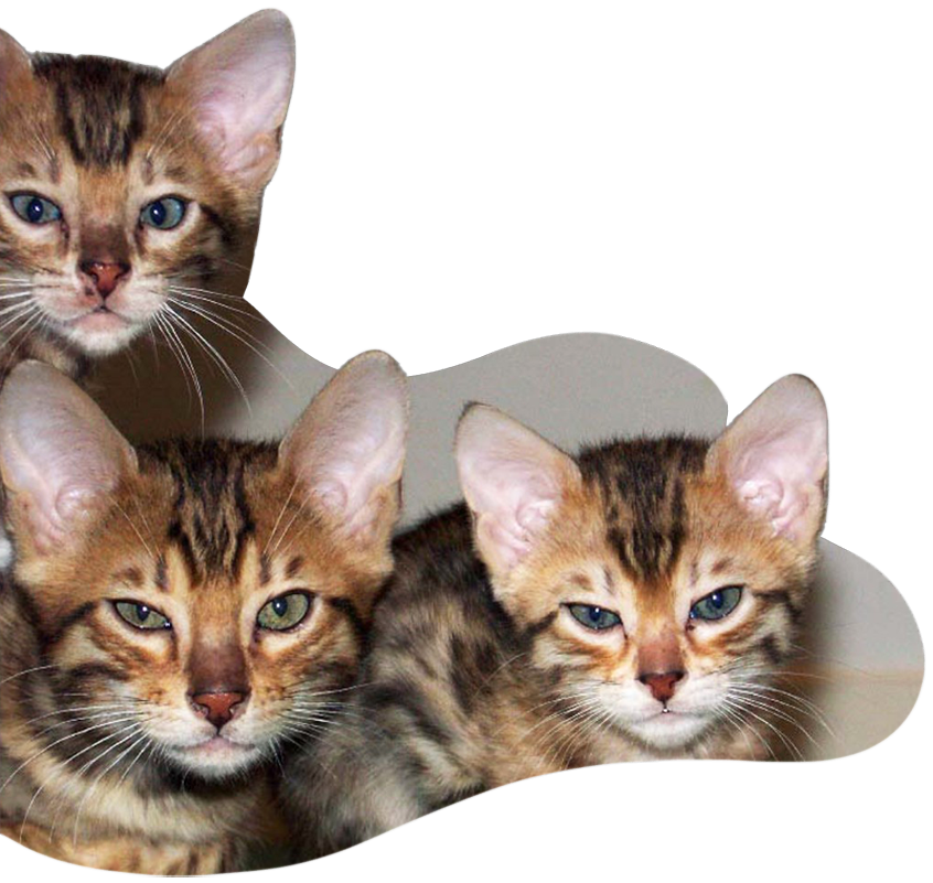 Bengal Kittens In Sofa